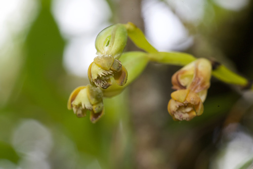 Epidendrum alfaroi Ames & C.Schweinf. 4