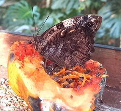Opsiphanes quiteria meridionalis