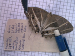 Parataygetis albinotata