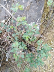 Symphoricarpos microphyllus