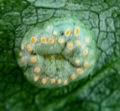 Puccinia smyrnii