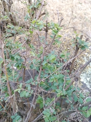 Symphoricarpos microphyllus