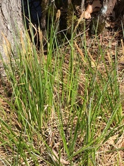 Carex barrattii