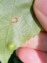 Phylloxera rimosalis