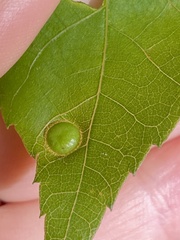 Phylloxera rimosalis