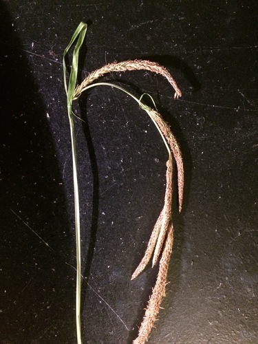 Image of Carex barrattii by (c) Matthew Sirotkin, some rights reserved (CC BY)