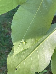 Phylloxera rimosalis