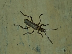 Chauliognathus sticticus