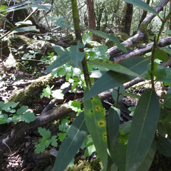 Phytophthora ramorum