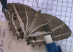 Parataygetis albinotata