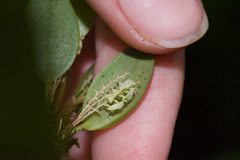Stelis dressleri