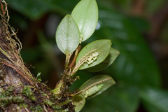 Stelis dressleri