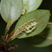 Stelis dressleri - Photo (c) arethusa, some rights reserved (CC BY-NC), uploaded by arethusa