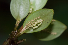 Stelis dressleri