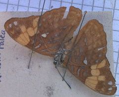 Adelpha irmina