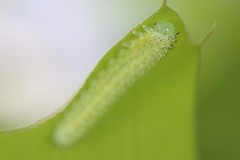Periclista