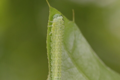 Periclista