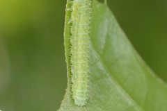 Periclista
