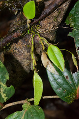 Restrepia