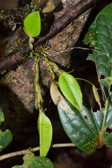 Restrepia