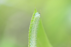 Periclista