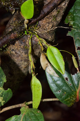 Restrepia