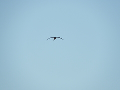 Dendrocygna autumnalis