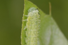 Periclista