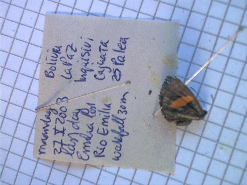 Crocozona fasciata