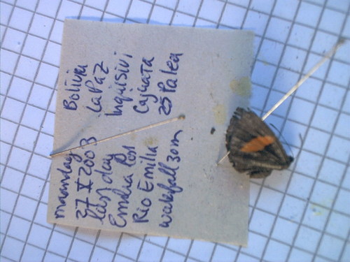 Crocozona fasciata