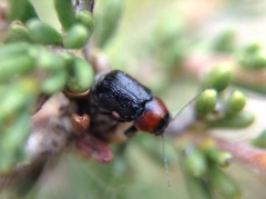 Pachybrachis hybridus