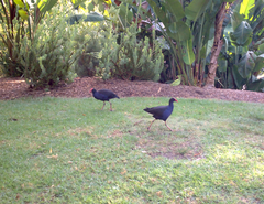 Porphyrio melanotus