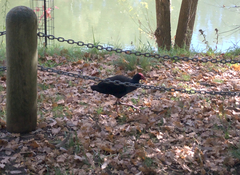 Porphyrio melanotus