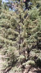 Cupressus bakeri