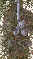Cupressus bakeri