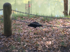 Porphyrio melanotus