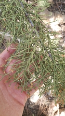 Cupressus bakeri