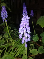 Muscari neglectum