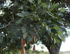 Burkea africana image