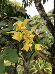 Mormodes