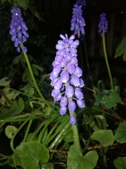 Muscari neglectum