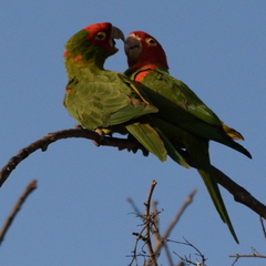 Psittacara erythrogenys