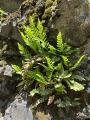 Polypodium amorphum