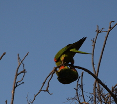 Psittacara erythrogenys