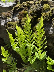 Polypodium amorphum