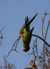 Psittacara erythrogenys