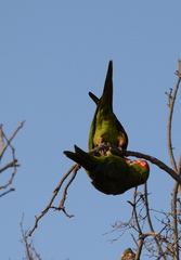 Psittacara erythrogenys