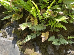 Polypodium amorphum