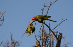 Psittacara erythrogenys