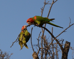 Psittacara erythrogenys